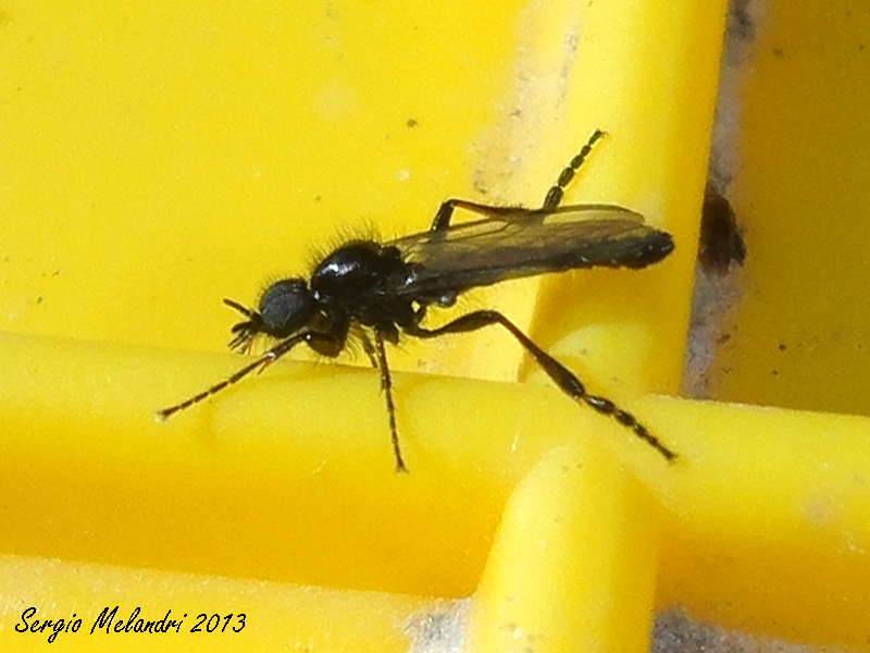 Bibionide da id.